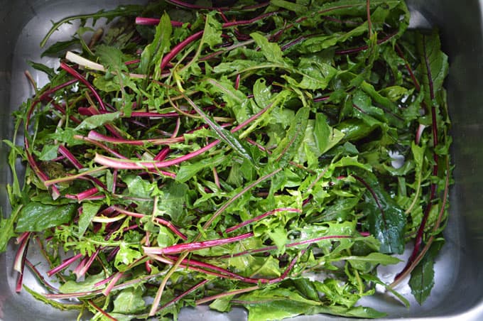 Closeup of dandelion greens in a sink.