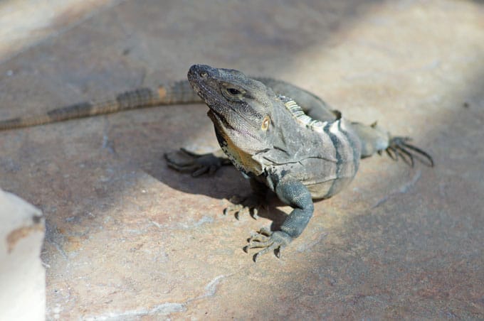 A closeup of a reptile on the ground.