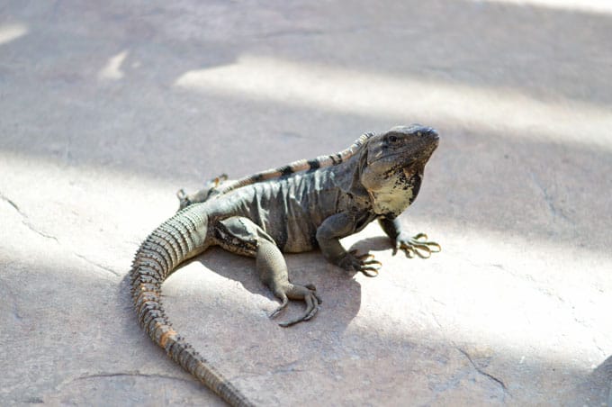 A lizard standing on the ground.