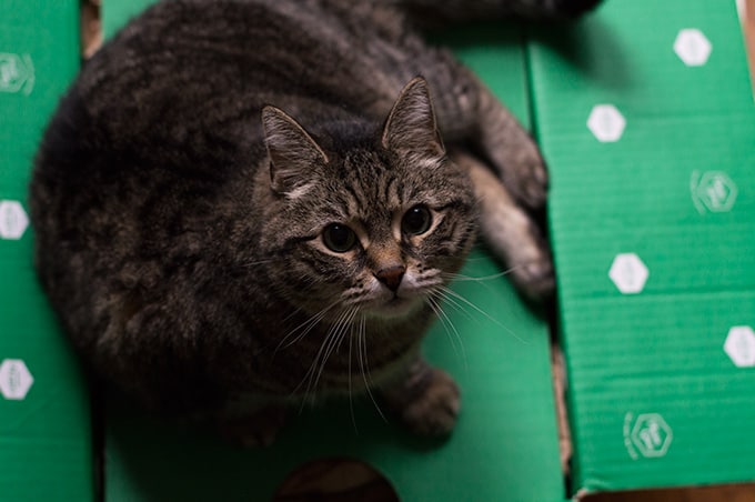 A cat sitting on top of a green box.