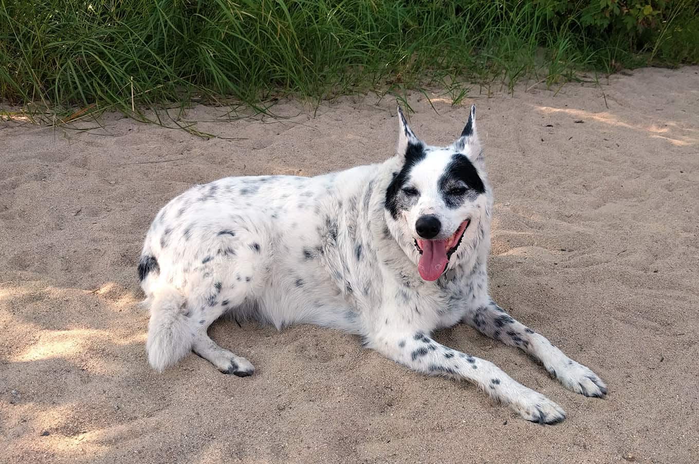 A dog sitting on sand and looking at the camera.