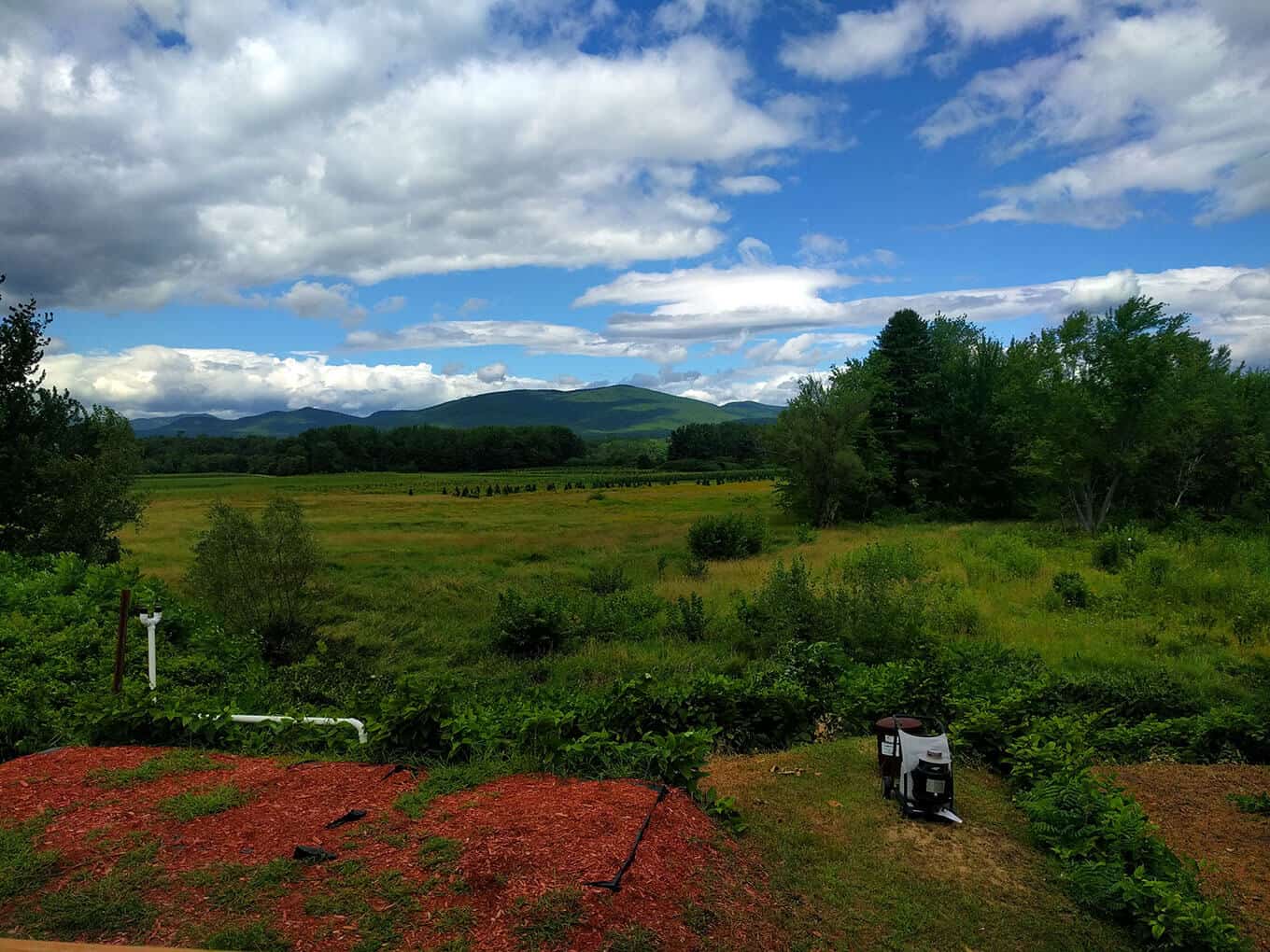 A close up of a lush green field with mountains in the background.