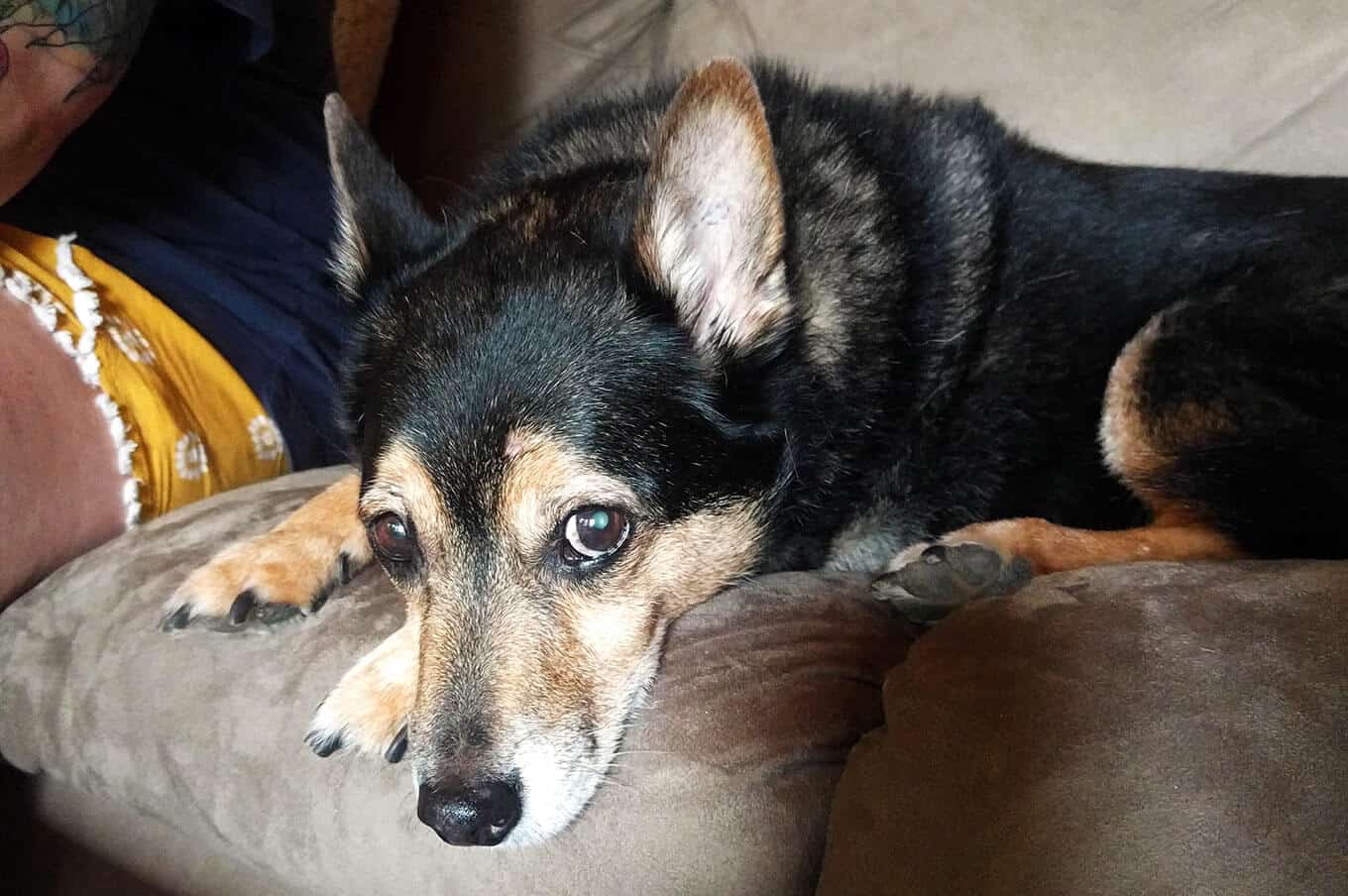 A dog that is lying down on a sofa and looking at the camera.