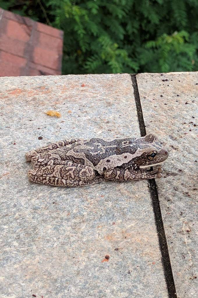 A small brown frog resting on the ground.