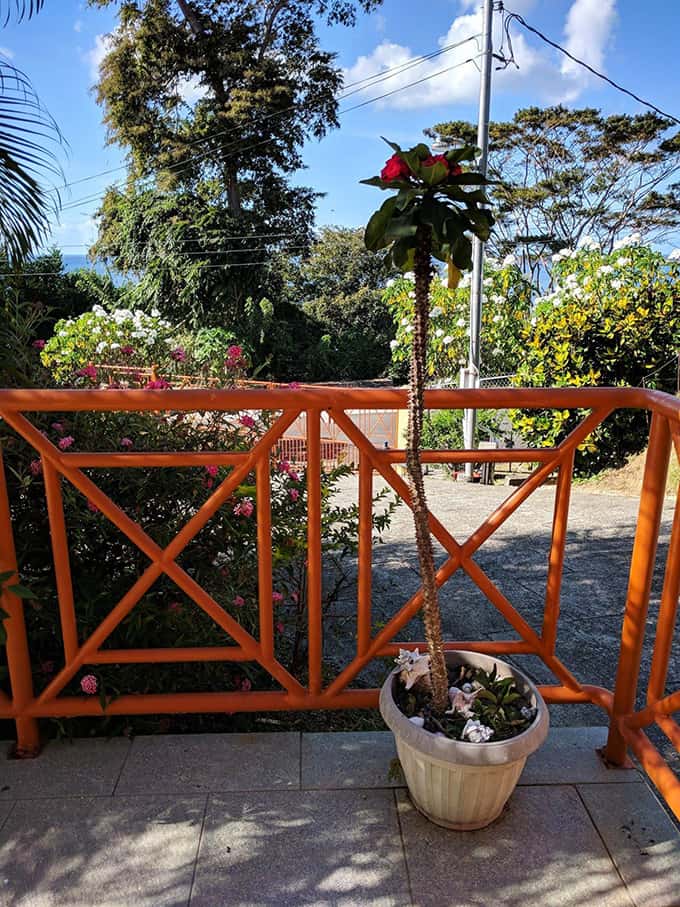 A tall plant in front of an orange fence with bushes and trees in the background.