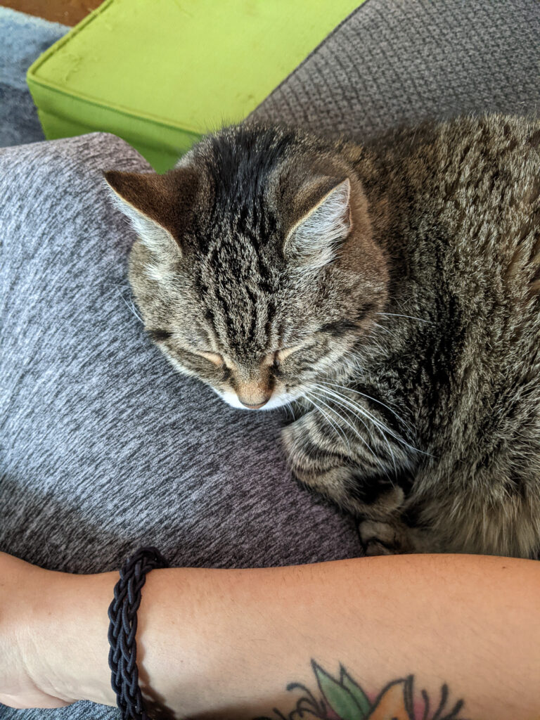 A cat sleeping on a woman's lap.