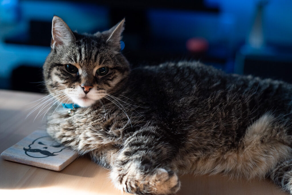 A cat lounging on a coffee table.